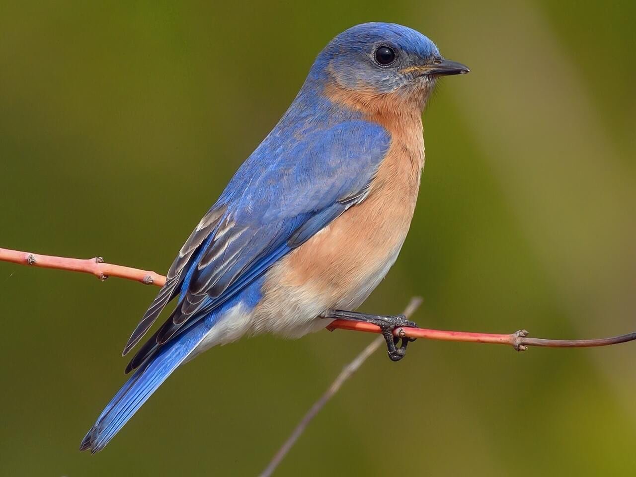 Fall/Winter 2024 Newsletter — North Fork Audubon Society